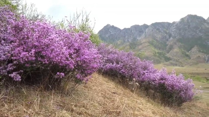 Цветение маральника на Алтае
